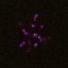 Thumbnail for dataset FigS4C_180115_Rec8fnc_image34