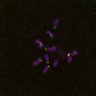 Thumbnail for dataset FigS4C_180115_Rec8fnc_image36-38