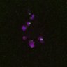Thumbnail for dataset FigS4C_180115_Rec8fnc_image39