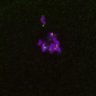 Thumbnail for dataset FigS4C_180115_Rec8fnc_image40