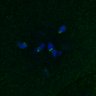 Thumbnail for dataset FigS4C_180221_Rec8f_cl_image33