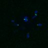 Thumbnail for dataset FigS4C_180221_Rec8f_cl_image37
