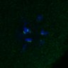Thumbnail for dataset FigS4C_180221_Rec8f_cl_image39