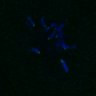 Thumbnail for dataset FigS4C_180221_Rec8f_cl_image41