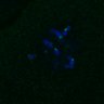 Thumbnail for dataset FigS4C_180221_Rec8f_cl_image43