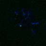 Thumbnail for dataset FigS4C_180221_Rec8f_cl_image44