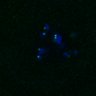 Thumbnail for dataset FigS4C_180221_Rec8f_cl_image45