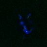 Thumbnail for dataset FigS4C_180221_Rec8f_cl_image46