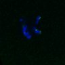 Thumbnail for dataset FigS4C_180221_Rec8f_cl_image47