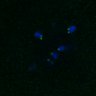 Thumbnail for dataset FigS4C_180221_Rec8f_cl_image48
