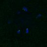 Thumbnail for dataset FigS4C_180221_Rec8f_cl_image49
