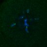 Thumbnail for dataset FigS4C_180221_Rec8fnc_cl_image2