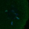 Thumbnail for dataset FigS4C_180221_Rec8fnc_cl_image4