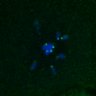 Thumbnail for dataset FigS4C_180221_Rec8fnc_cl_image5