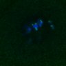 Thumbnail for dataset FigS4C_180221_Rec8fnc_cl_image6