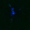 Thumbnail for dataset FigS4C_180221_Rec8fnc_cl_image7