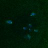 Thumbnail for dataset FigS4C_180221_Rec8fnc_cl_image8