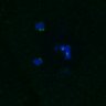 Thumbnail for dataset FigS4C_180221_Rec8fnc_cl_image9
