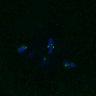 Thumbnail for dataset FigS4C_180221_Rec8fnc_cl_image11