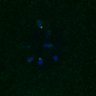 Thumbnail for dataset FigS4C_180221_Rec8fnc_cl_image12