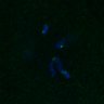 Thumbnail for dataset FigS4C_180221_Rec8fnc_cl_image13