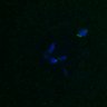 Thumbnail for dataset FigS4C_180221_Rec8fnc_cl_image17