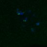 Thumbnail for dataset FigS4C_180221_Rec8fnc_cl_image18