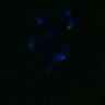 Thumbnail for dataset FigS4C_180221_Rec8fnc_cl_image19