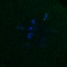 Thumbnail for dataset FigS4C_180221_Rec8fnc_cl_image20