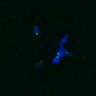 Thumbnail for dataset FigS4C_180221_Rec8fnc_cl_image23