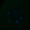 Thumbnail for dataset FigS4C_180221_Rec8fnc_cl_image24
