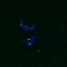Thumbnail for dataset FigS4C_180221_Rec8fnc_cl_image25