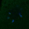 Thumbnail for dataset FigS4C_180221_Rec8fnc_cl_image26