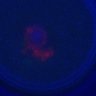 Thumbnail for dataset Figure1B_control