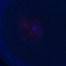 Thumbnail for dataset Figure1B_Doubled_cytoplasmic