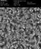 Thumbnail for dataset Supp1_afterlive