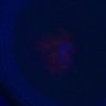 Thumbnail for dataset Figure1B_Doubled_cytoplasmic_EGFP