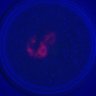 Thumbnail for dataset Figure1B_Half_cytoplasmic_EGFP