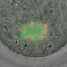Thumbnail for dataset Figure1C_2013_12_19