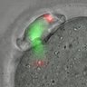 Thumbnail for Figure1C_2014_1_31