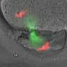 Thumbnail for dataset Figure1C_2014_3_19