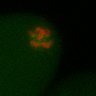 Thumbnail for dataset Figure2B_Halved_After_NEBD