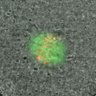 Thumbnail for dataset Figure2D_2015_11_18
