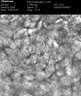 Thumbnail for dataset Supp1_normal_incubation