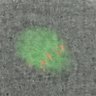 Thumbnail for dataset Figure2D_2016_2_17