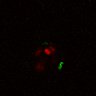 Thumbnail for Figure3A_doubled