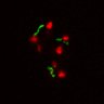 Thumbnail for dataset Figure3A_EFcontrol