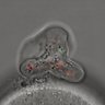 Thumbnail for dataset Figure3BC_2015_12_18
