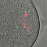 Thumbnail for dataset Figure3BC_2016_1_4
