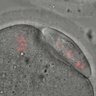Thumbnail for dataset Figure3BC_2016_1_6